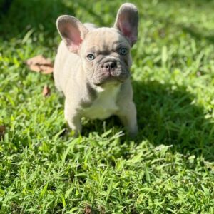 🐶 Meet Stella – Lilac Fawn French Bulldog Puppy