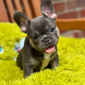 🐶 Meet Mila – Blue & Tan French Bulldog Puppy