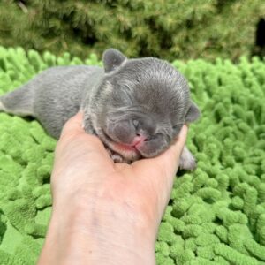 🐶 Meet Bella – Lilac Tan French Bulldog Puppy (BOOKED)