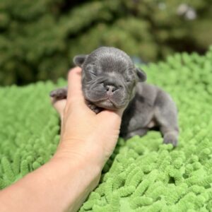 🐶 Meet Luna – Blue Tan French Bulldog Puppy (BOOKED)