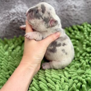 🐶 Meet Max – Lilac Merle French Bulldog Puppy