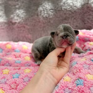 🐶 Meet Oreo – Blue Merle French Bulldog Puppy
