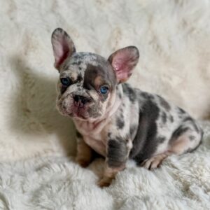 🐶 Meet Luna – Blue Merle French Bulldog Puppy