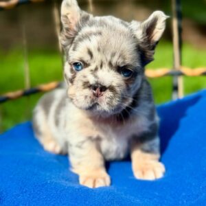 🐶 Meet Blue – Blue Merle French Bulldog Puppy
